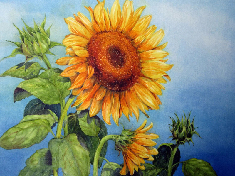 Tranh canvas hoa hướng dương