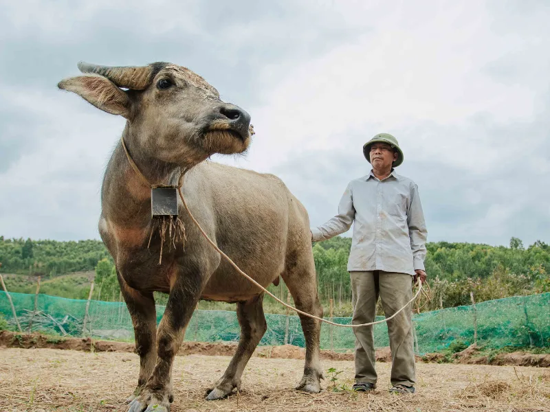 Tranh Đông Hồ Chăn Trâu Thổi Sáo khung lụa treo tường 4 Con Trâu biểu tượng của người nông dân