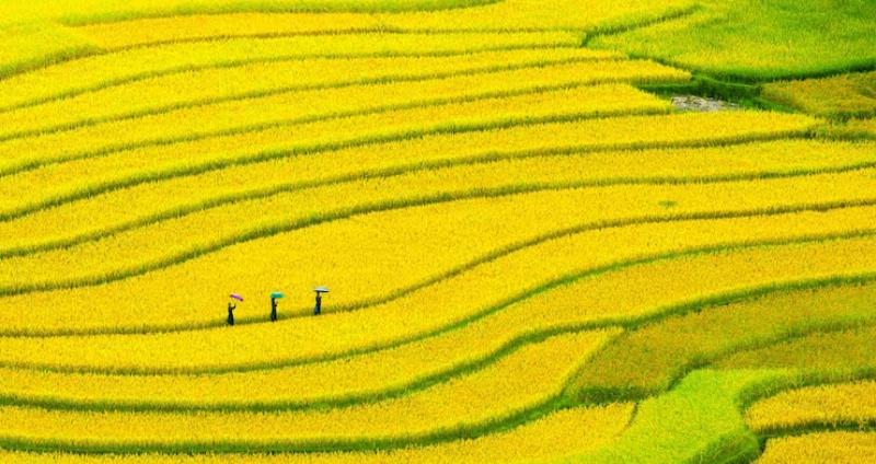 Tranh ruộng bậc thang đẹp