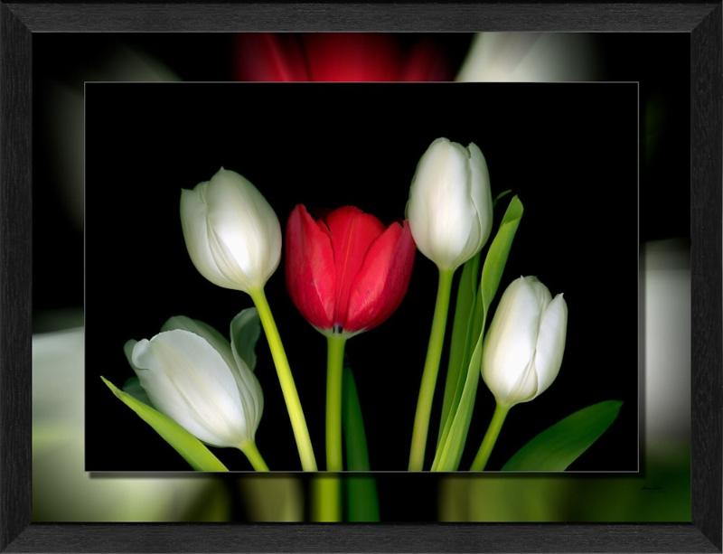 Bức tranh in UV hoa tulip đỏ và trắng nổi bật trên nền đen