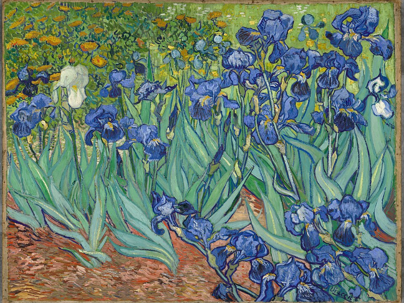 Bức Irises (1889) của Van Gogh khắc họa vẻ đẹp rực rỡ và sức sống mãnh liệt của hoa diên vĩ bằng gam màu xanh tím nổi bật. Tác phẩm được xem như biểu tượng chữa lành tinh thần và là một trong những kiệt tác thiên nhiên nổi tiếng nhất của ông.