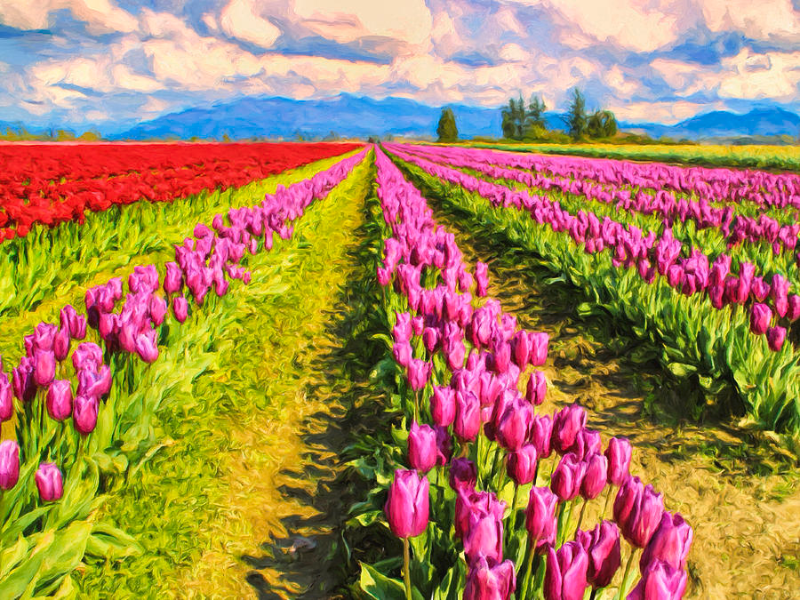 Cánh đồng Tulip trắng tinh khôi trải dài bất tận dưới ánh hoàng hôn rực rỡ. Bức tranh mang đến cảm giác bình yên, thanh cao và tràn đầy hy vọng.