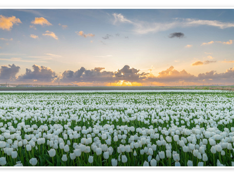 Tranh vẽ cánh đồng Tulip trắng là lựa chọn lý tưởng cho những ai yêu thích vẻ đẹp tinh giản, mong muốn một cuộc sống thanh thản, hài hòa và tràn đầy sự bình an.