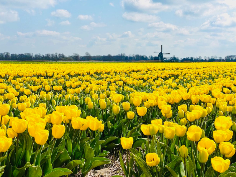 Tranh vẽ cánh đồng Tulip vàng không chỉ mang lại sự thư giãn cho tâm hồn, mà còn là một “bức tranh may mắn”, tượng trưng cho tài lộc, thịnh vượng và niềm vui viên mãn trong cuộc sống.