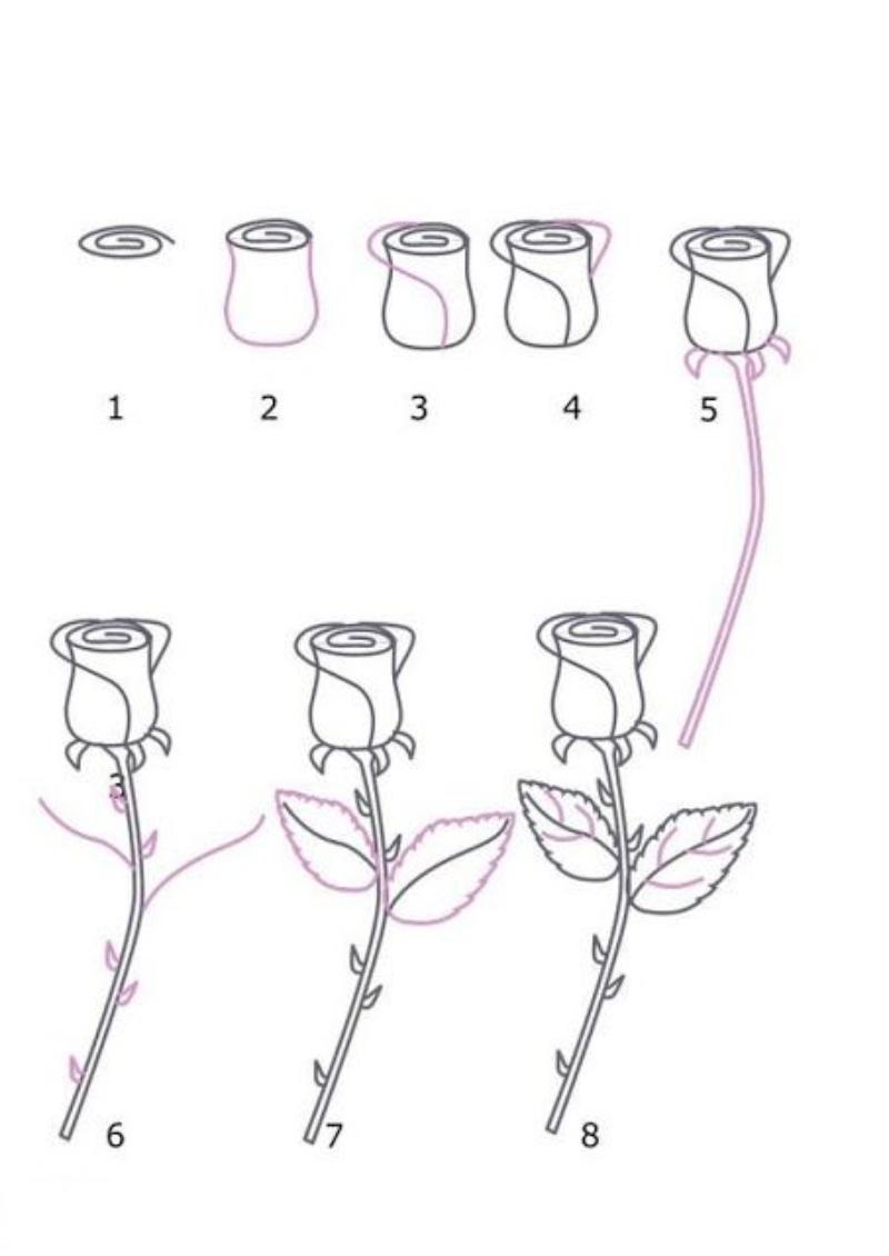Tô đường viền đậm nét