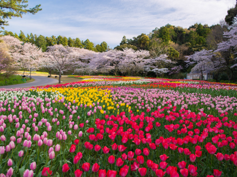 Giới thiệu về tranh vẽ cánh đồng Hoa Tulip