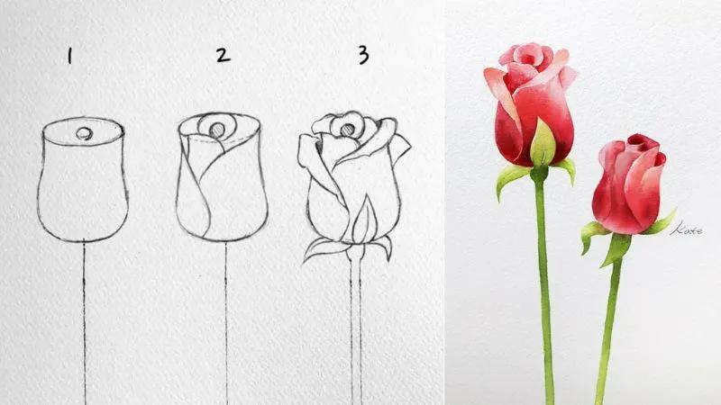 Phác thảo bông Hoa Hồng cơ bản