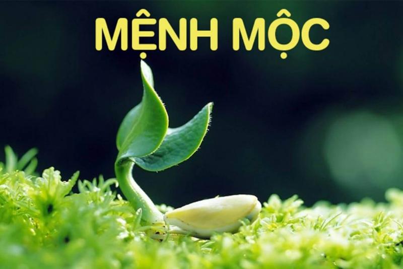 Tranh ngựa mang năng lượng tích cực cho mệnh mộc