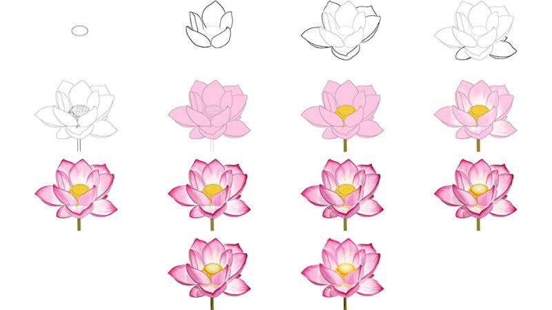 Vẽ các lớp của Hoa Sen