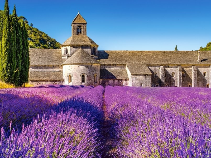 Nguồn gốc và biểu tượng của Hoa Oải Hương