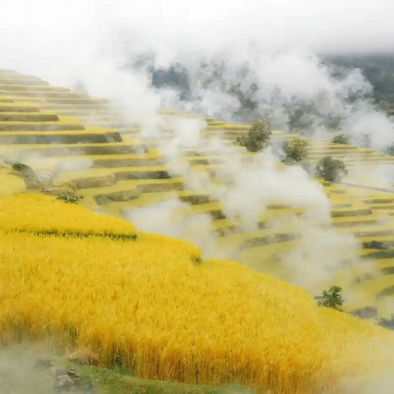 98+ Tranh ruộng bậc thang mùa lúa chín - Ý nghĩa phong thủy 36 Tranh ruộng bậc thang mùa lúa chín thửa ruộng vàng ẩn hiện sương mù