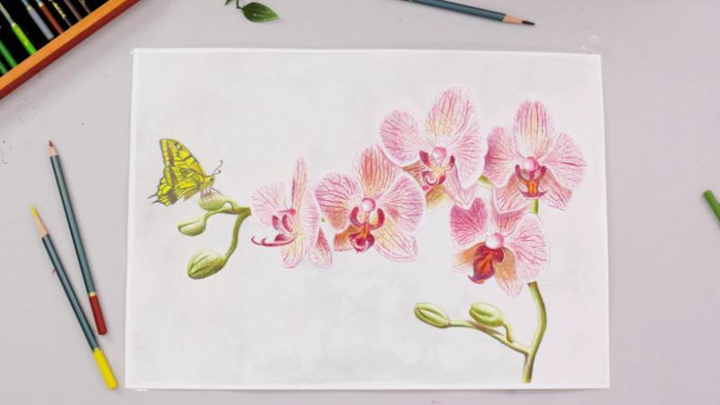 Phối màu hoa Lan Hồ Điệp