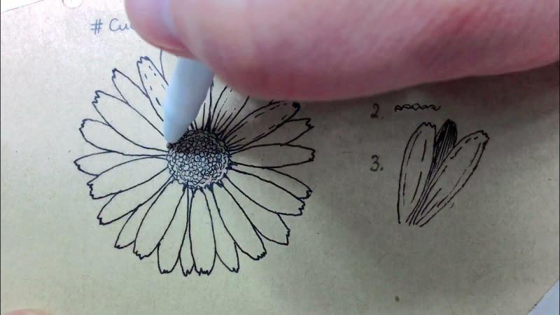 Vẽ cánh hoa và nhụy hoa