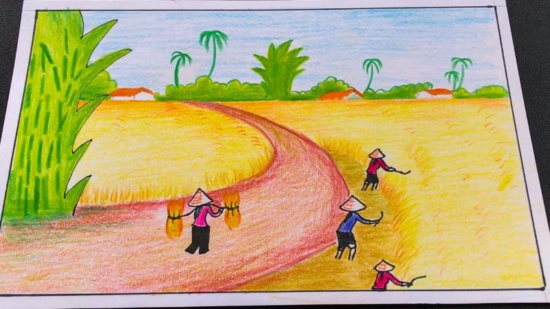 Vẽ tranh cánh đồng lúa đơn giản