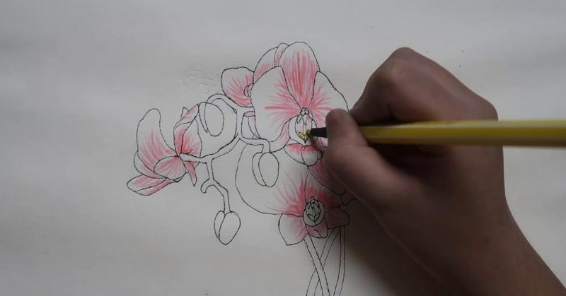 Hướng dẫn cách về Lan hồ Điệp