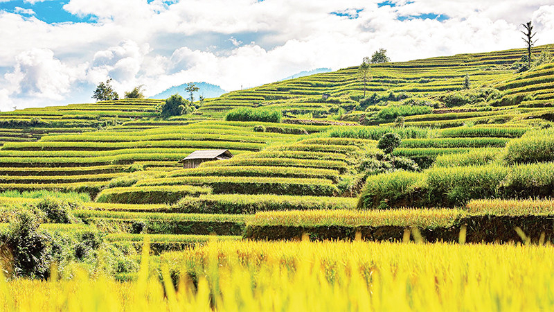 Tranh ruộng bậc thang Hoàng Su Phì