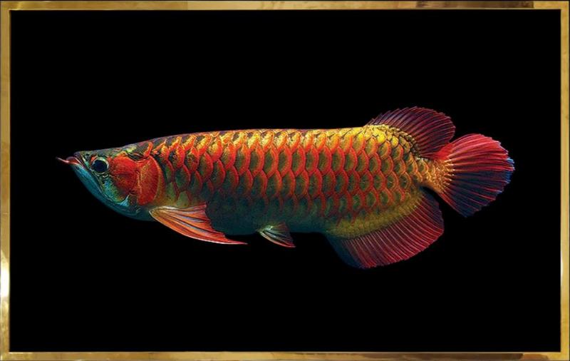 Tranh cá Rồng treo tường vẻ đẹp tinh tế