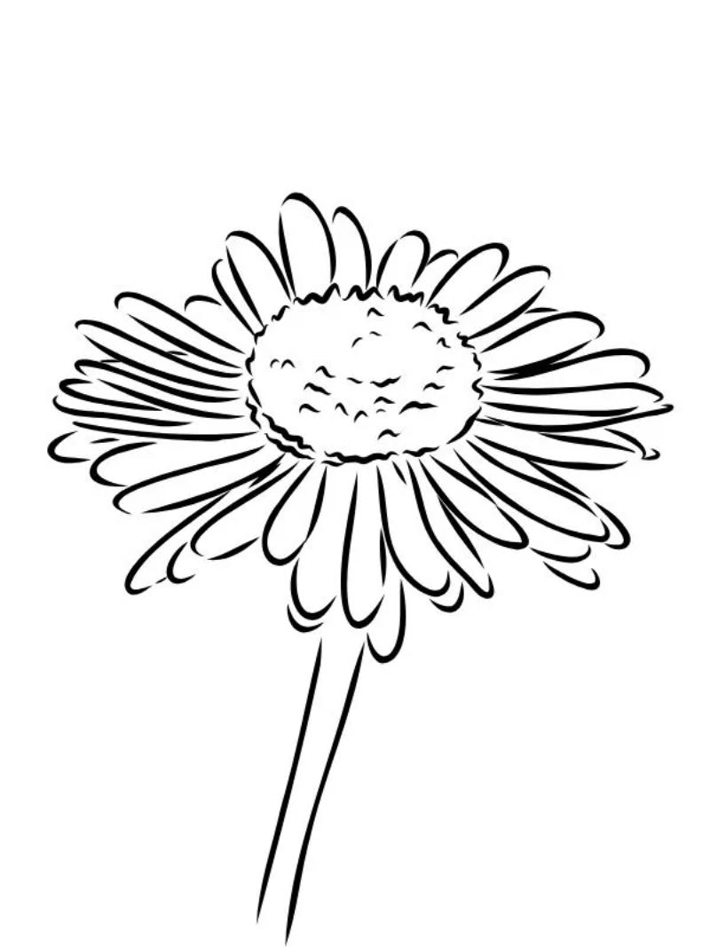 Tranh tô màu hoa cúc đơn giản cho bé