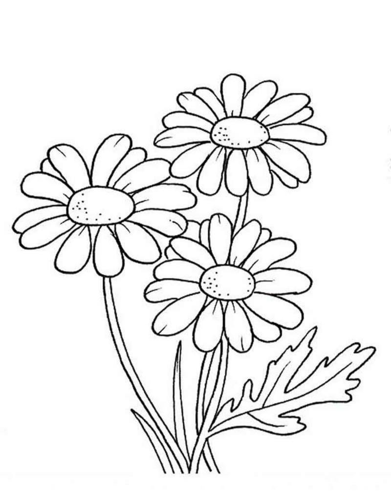 Tranh tô màu hoa cúc đơn giản cho bé