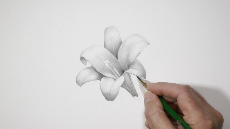 Kỹ thuật vẽ đổ bóng cho bông hoa tạo cảm giác chân thực