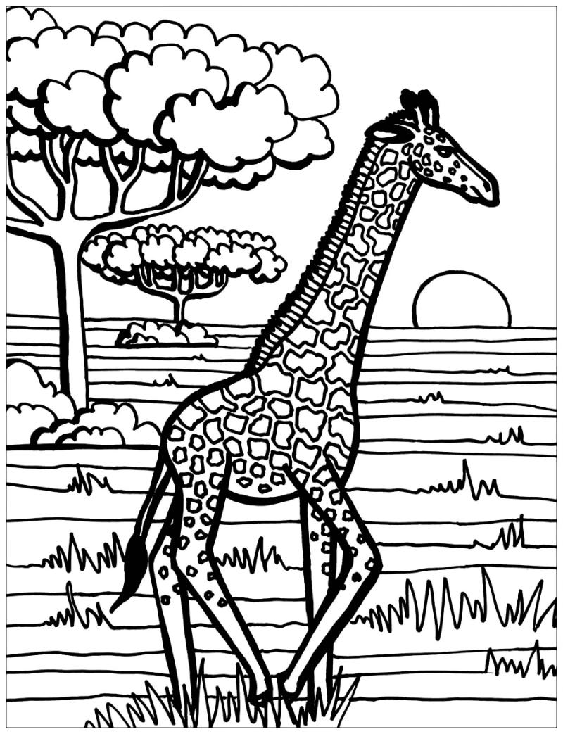 coloring giraffe 5.jpg