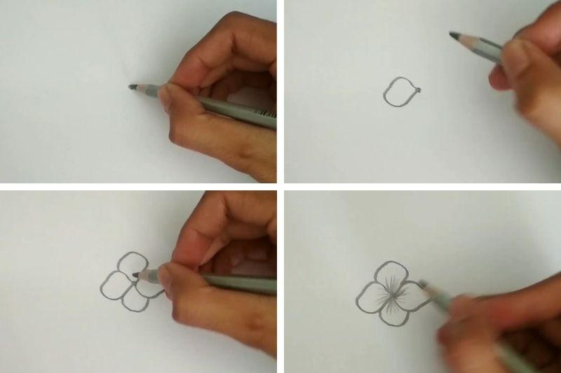 Phác thảo bố cục để vẽ hoa Cẩm Tú Cầu