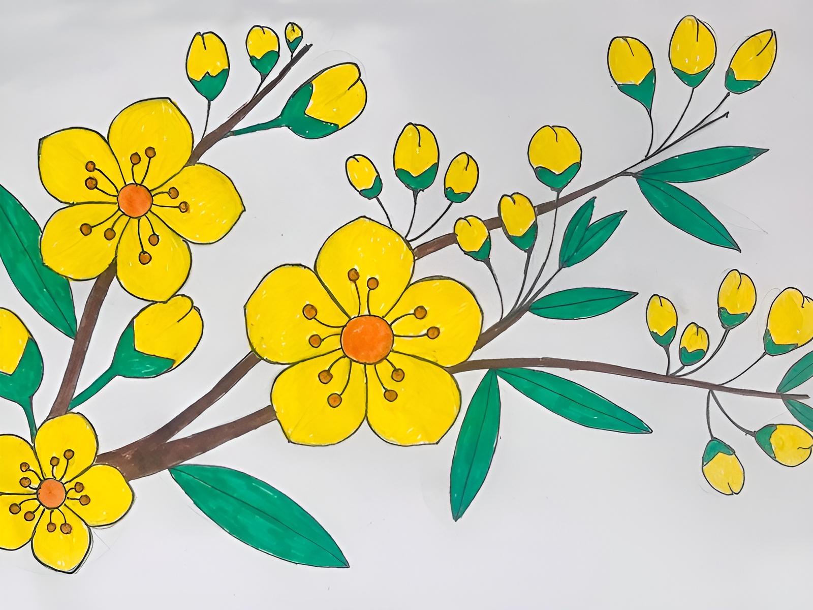 Tranh tô màu hoa mai đẹp ngày tết giúp bé phát triển sáng tạo 1 Thiet ke chua co ten 6 1 2