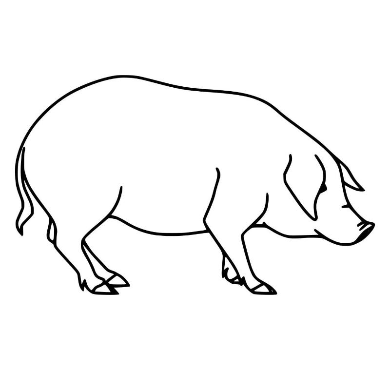 99+ Mẫu tranh tô màu con lợn đẹp giúp bé vừa học vừa chơi 9 Tranh To Mau Ve Con Lon Don Gian
