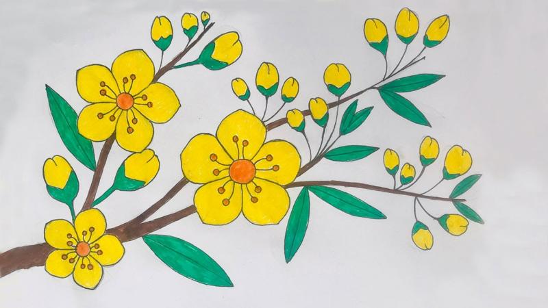 Tranh tô màu hoa mai đẹp ngày tết giúp bé phát triển sáng tạo 3 Tại sao trẻ em thích tô tranh Hoa Mai