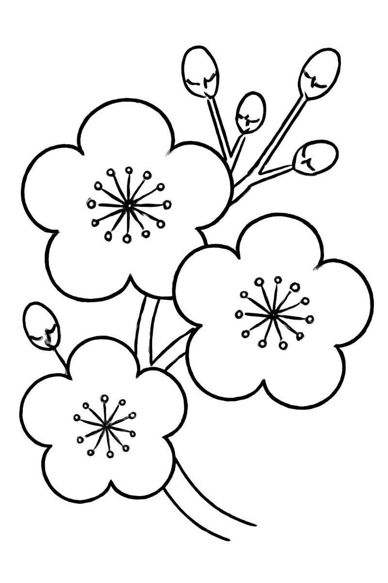 Tranh tô màu hoa mai đẹp ngày tết giúp bé phát triển sáng tạo 8 phong cach chibi4748