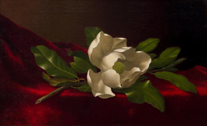 Tranh hoa mộc lan sắc trắng nhẹ nhàng, phù hợp với không gian phòng khách để tạo điểm nhấn tinh tế.