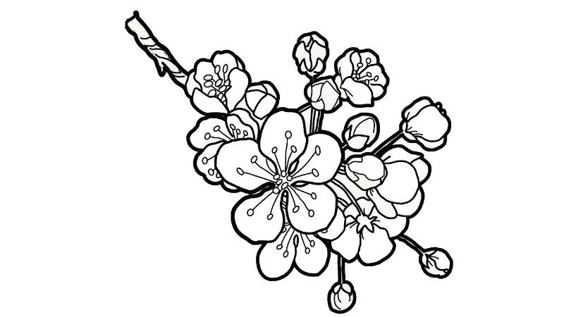 Tranh tô màu hoa mai đẹp ngày tết giúp bé phát triển sáng tạo 6 tranh to mau hoa dao