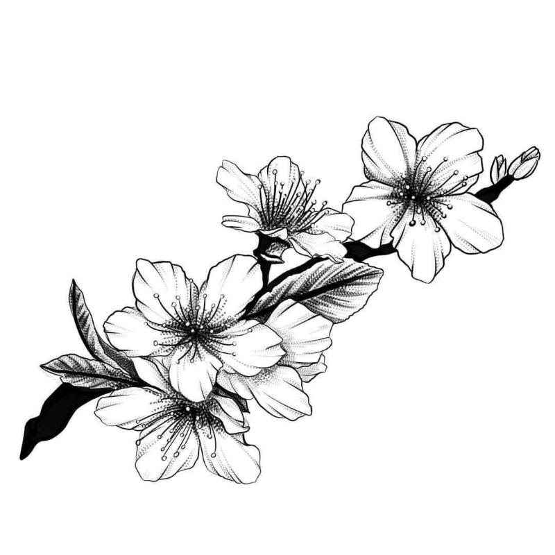 Tranh tô màu hoa mai đẹp ngày tết giúp bé phát triển sáng tạo 7 tranh to mau hoa mai6