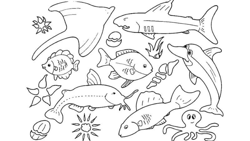 500+ Mẫu tranh tô màu con vật sống dưới nước cho bé phát triển tư duy 8 anh dai dien tranh to mau con vat song duoi nuoc