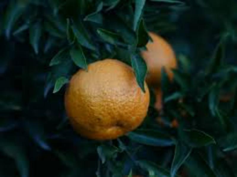 cach pha mau cam.jfif