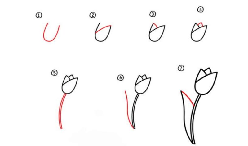 Các bước phác thảo cơ bản từ hình chữ U đến khi hoàn thiện bông hoa tulip sinh động