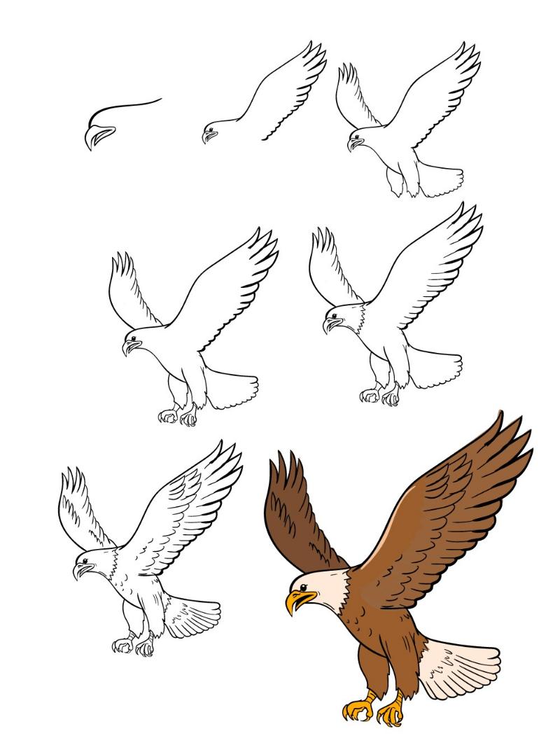99+ Tranh tô màu chim đại bàng đẹp, dễ in, hợp mọi độ tuổi 6 eagle in 7 steps
