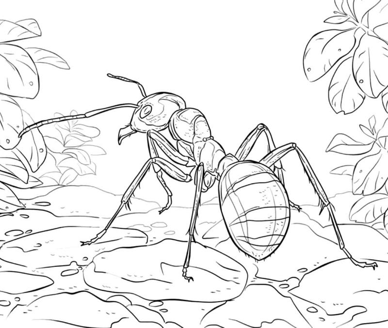 Tranh tô màu kiến