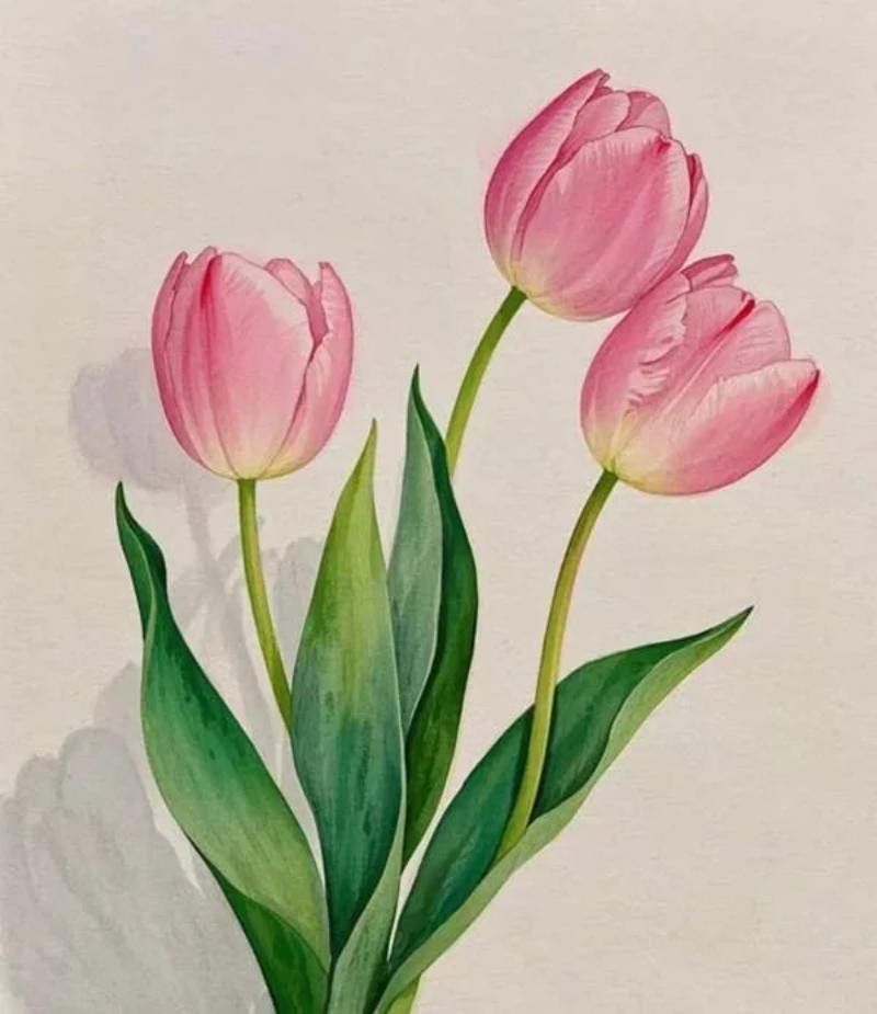 Những bông tulip hồng mềm mại với các đường cong tự nhiên và đầy sức sống