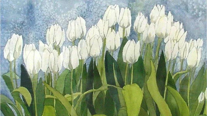 Vẻ đẹp tinh khôi và thanh khiết của những đóa tulip trắng trong nắng