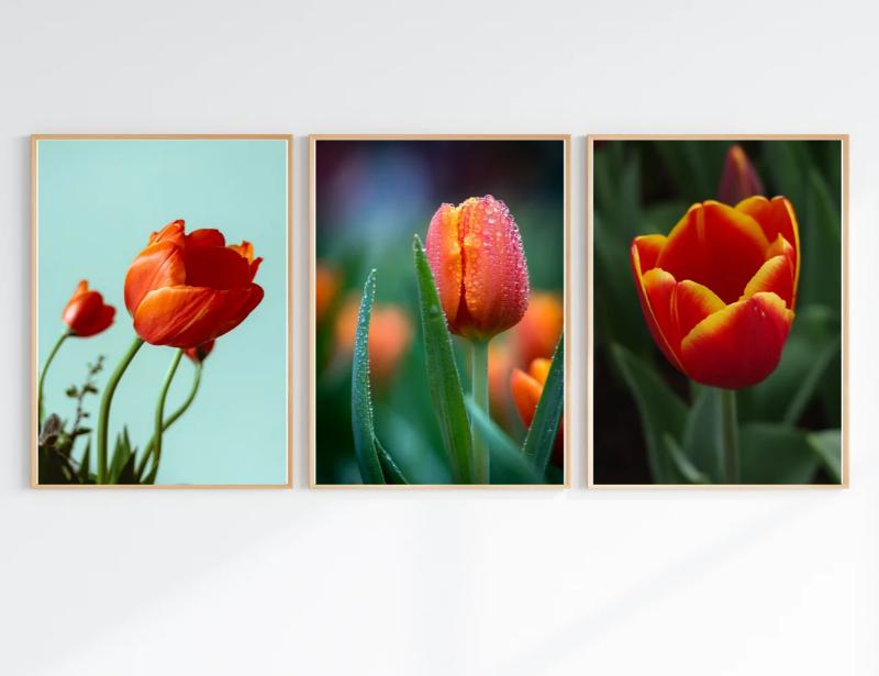 Tranh hoa Tulip canvas 