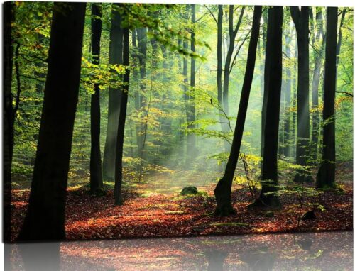 Tranh phong cảnh thiên nhiên rừng cây