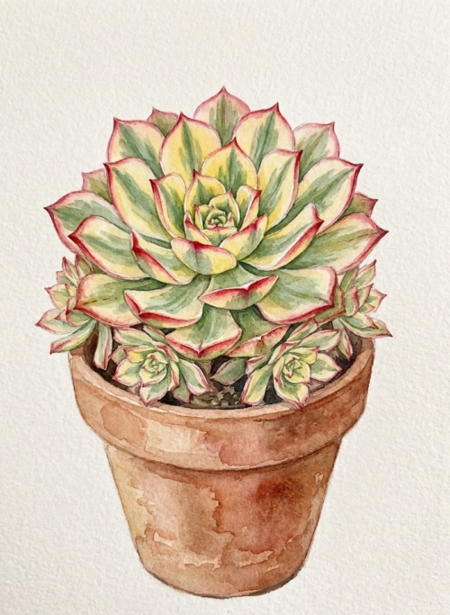 Tranh Hoa Sen Đá Đơn Giản