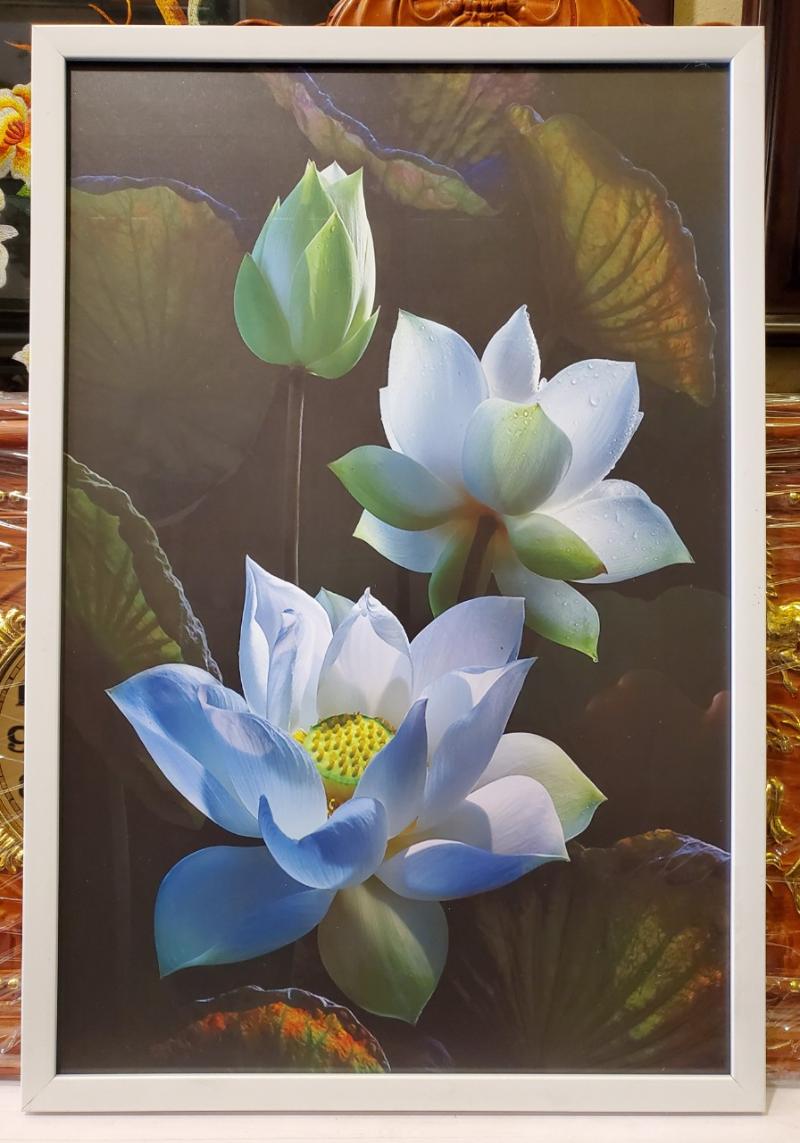 Tranh hoa sen đẹp