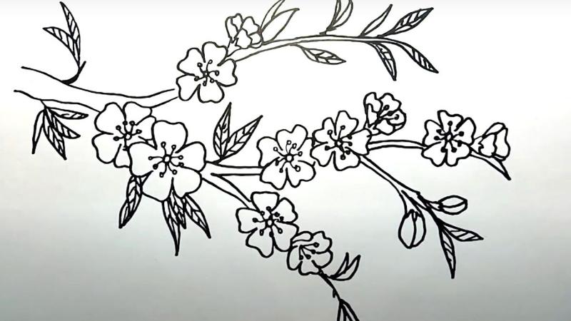 Phác thảo cành hoa đào