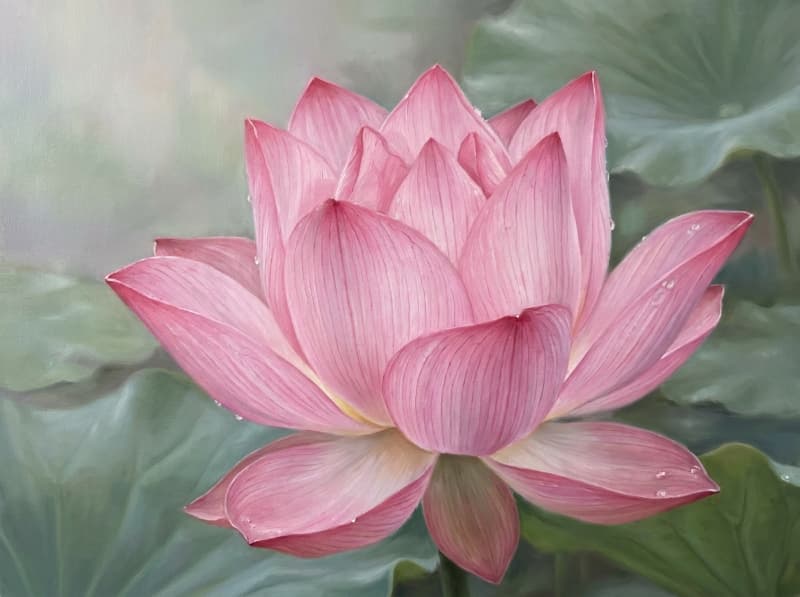 Tranh hoa sen hồng nghệ thuật cánh sen mỏng giọt sương trên hoa gam màu pastel và bố cục botanical painting tinh tế